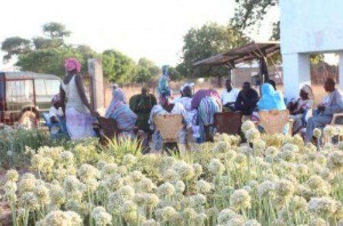 Article : Sénégal: Si vous voulez manger bio et local, partez à Nguindor