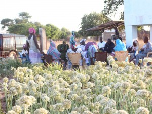 Article : Sénégal: Si vous voulez manger bio et local, partez à Nguindor